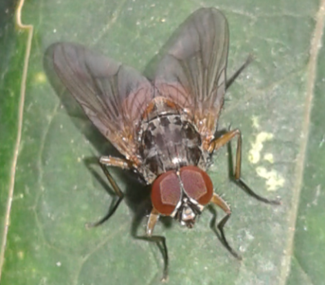 Muscidae : Phaonia sp.? Si, maschio